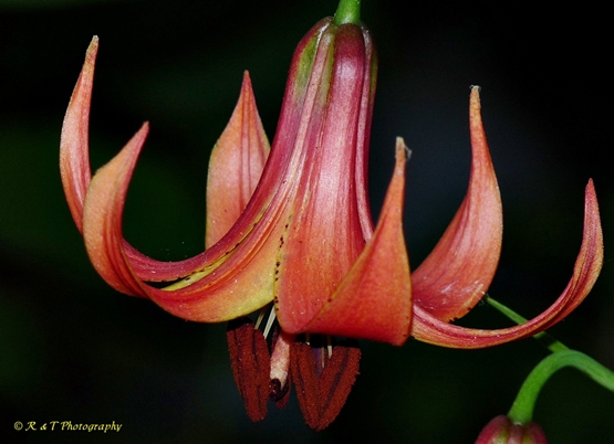 {Lilium canadense}